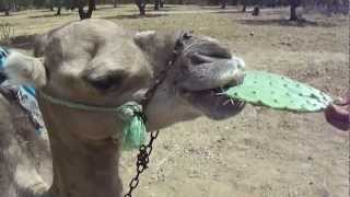 Camel eating cactus [upl. by Concoff]