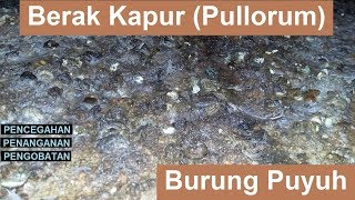 Berak Kapur Pullorum Pada Burung Puyuh [upl. by Getter]