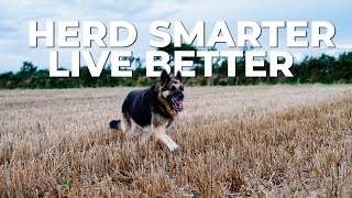 Discover the Best Herding Dog Breeds [upl. by Letizia]