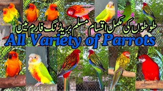 Sun Conure Parrots  Rosella Parrot  Pineapple Conure  All Variety of Parrots  Mbirds [upl. by Frasquito915]