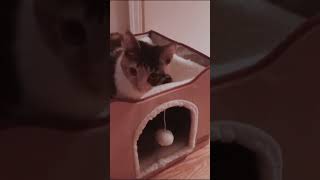 Baby visits Loves cube house  LuxC341 catshorts catvideos catmospheric cutecat cats [upl. by Enived]