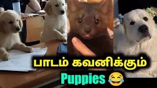 பாடம் கவனிக்கும் Puppy  Funny video  Twisty story  Twist at end [upl. by Lesley]