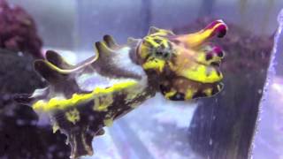 Flamboyant Cuttlefish at the Aquarium of the Pacific [upl. by Simdars]