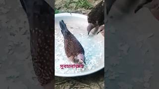 New Gugu Pakhi ঘুঘু পাখি বাংলাদেশী viralvideo bangladeshi paki shorts [upl. by Lilly]