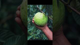 Guava cutting Asmr shorts foodie asmr [upl. by Edge]