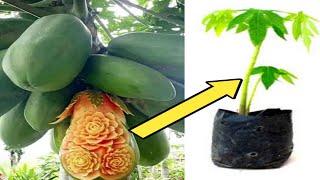 Como germinar semillas de papaya o lechosa [upl. by Darcy461]