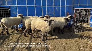 Schmitz Club Lambs  Kalona Special Replacement Sheep Sale 61124 [upl. by Ahso]