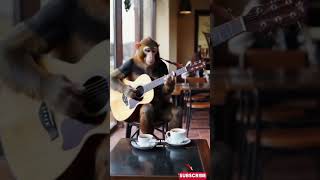 Viral Monyet Main Gitar di Cafe Vietnam empudstudioai empudstudiogrup shorts [upl. by Brian937]