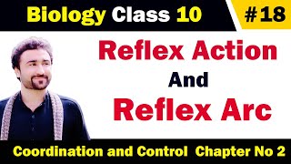 What is reflex action and reflex arc class 10 [upl. by Mapel188]