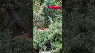 Wild Beautiful Birds in the Vegetable Garden Blackheaded Grosbeak and Spotted Towhee Bird Feeder [upl. by Fayre]