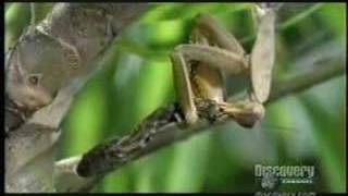 Mantis devours Snake [upl. by Adiene]