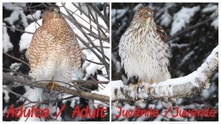 Épervier de Cooper juvénile  Cooper Hawk juvenile [upl. by Raffo]