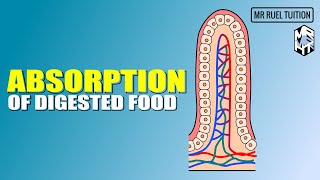 Absorption of Digested Food [upl. by Ailemak]