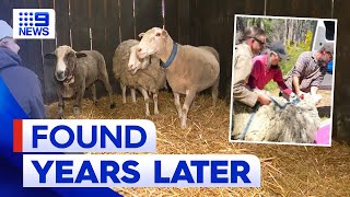 Runaway sheep rescued after eight years in the wild  9 News Australia [upl. by Ecyaj997]