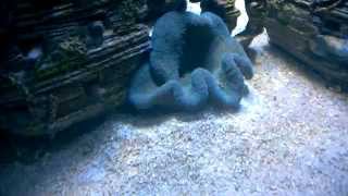 Blue Carpet Anemone Stichodactyla haddoni feeding 14112014 [upl. by Allen]