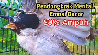 Suara Burung Kutilang Gacor KUTILANG RIBUT NGAMUK Ampuh untuk menaikkan Mental EMOSI Kutilang Lain [upl. by Oniskey674]