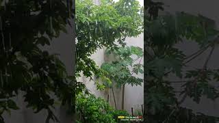 chatri na khol barsat mein song love music kapsn nature status [upl. by Phippen715]