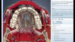 3D Head and Neck Anatomy for DentistryDentists [upl. by Pisano826]