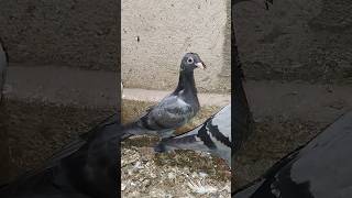 Pigeon trending video 🔥pigeon youtubeshortskabutar shortsfeedforyoubirds ytshortsbirdspecies [upl. by Anileuqcaj]