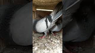 🔥 New patta high flyer pair pigeon pigeonhobby hrpmc [upl. by Hgielrebmik663]