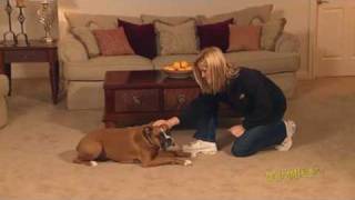 How to Teach Your Dog to Lie Down For Dummies [upl. by Anitsyrc]