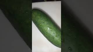 cucumbershortvideo youtubeshorts pipino [upl. by Ethban341]