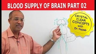 Blood Supply of Brain  Circle of Willis  Part 211 [upl. by Anauqahs67]