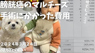 【膀胱癌】手術にかかる費用と毎月の病院代を公開。犬の膀胱部分切除手術はいくらかかる？ [upl. by Alec878]