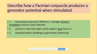 3612 Receptors Pacinian corpuscle AQA A level Biology [upl. by Tezzil]