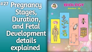 Pregnancy Stages Duration and Fetal Development l pregnancy details explained 12thclassbiology [upl. by Eicyac]