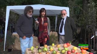 Piante fiori e frutti antichi festival della biodiversità  07102015 [upl. by Ognimod]