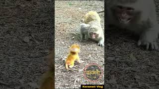 कुणाच सोन हाय ग हे🤣😂😀😅 shots viral comedy karamativlog funnyanimals funny [upl. by Enedan]