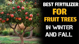 The best natural fertilizer for fruit trees  How to fertilize fruit trees [upl. by Neeluqcaj81]