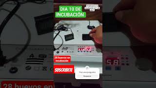 Día 10 de incubación 🐣 incubadora automatica [upl. by Neenaej67]