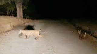 Linces en la Sierra de Andujar con ACTIO Birding e Iberus BirdingampNature [upl. by Kulseth]