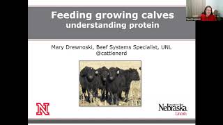 Understanding protein needs of growing calves [upl. by Ehsrop117]