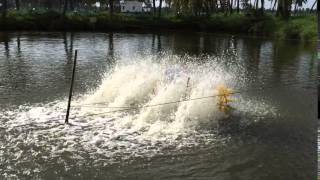 Bindhu Aqua 2 HP Paddle Wheel Aerator [upl. by Ralina]