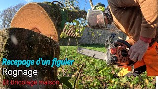 Recepage de figuier rognage travaux maison [upl. by Nivel]