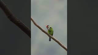 Golden throated barbet sound call shorts bird sound call [upl. by Nebe]