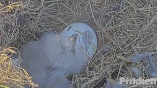 2nd eaglet hatching in Harriets Southwest Florida nest [upl. by Macintyre]