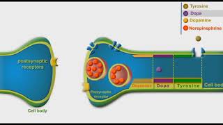 Adrenergic Synthesis And Metabolism animation [upl. by Elazaro]