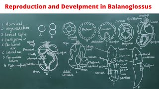 Reproduction in Balanoglossus [upl. by Adoc]