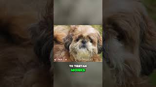 The Origins of Shih Tzu and Havanese [upl. by Aydan]