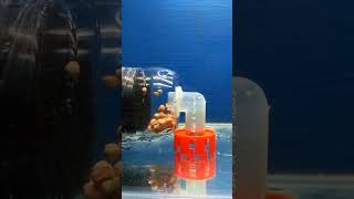 Automatic fish poop collector DIY  Aerator self siphon DIY  Aquarium filter DIY [upl. by Mareld]