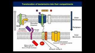 Structure and mechanistic studies of pesticin by Kornelius Zeth [upl. by Ahel]