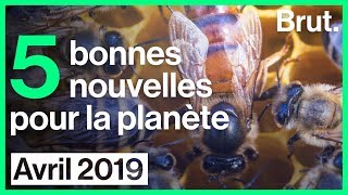 5 bonnes nouvelles pour la planète [upl. by Borrell]