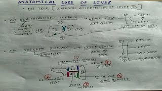 Anatomical Lobe of Liver  4  Abdomen Anatomy  TCML [upl. by Ahsienauq]