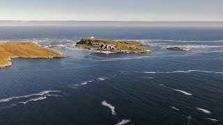 Hornøya Leach´s Storm Petrel night September 10th 2016 Tormod Amundsen © Biotope [upl. by Emelda]