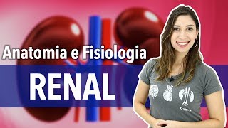 Sistema ExcretorUrinário Aula 22 Anatomia e Fisiologia Renal [upl. by Edurtreg]