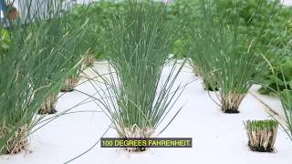 DWC Hydroponic Chives CutAndComeAgain Harvesting [upl. by Asfah540]